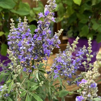 Vitex agnus-castus 'Bailtexfour' PP36066