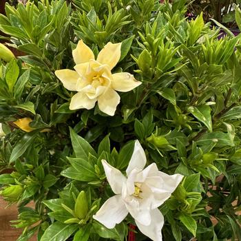 Gardenia jasminoides 'Baildeniaone' PP36284