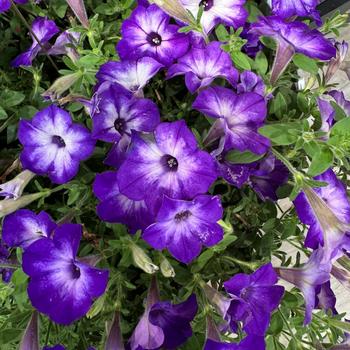 Petunia 'INPETTIABL' PPAF, Can PBRAF