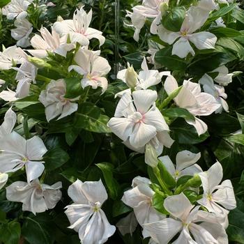 Catharanthus 'Double Appleblossom' 