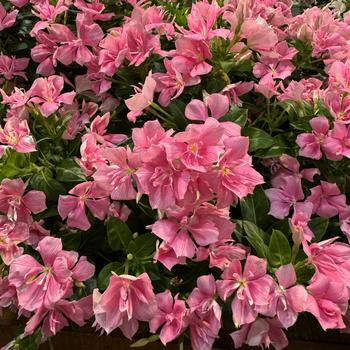 Catharanthus 'Double Pink' 