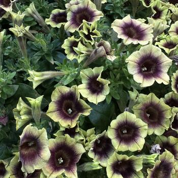 Petunia 'Heavenly Blackberries and Cream' 