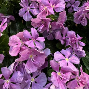 Catharanthus 'Double Orchid' 