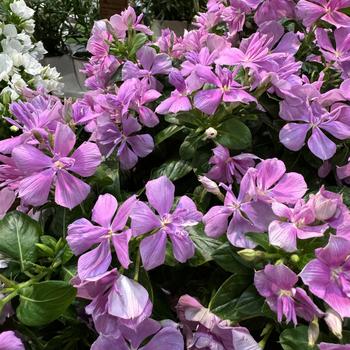 Catharanthus Soiree® 'Double Orchid' (276796)