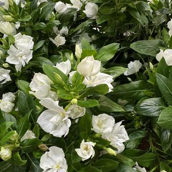 Catharanthus 'Double Pure White' 