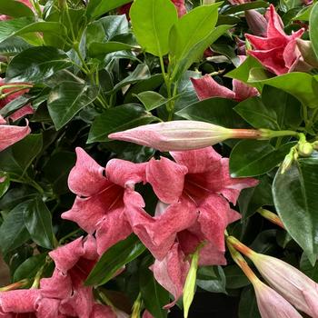 Mandevilla 'Mauvelous' PPAF