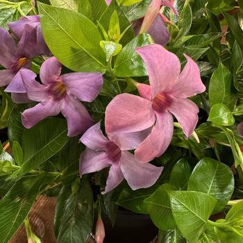 Mandevilla 'Bluephoria' PPAF