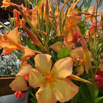 Mandevilla 'Firedup Orange' 