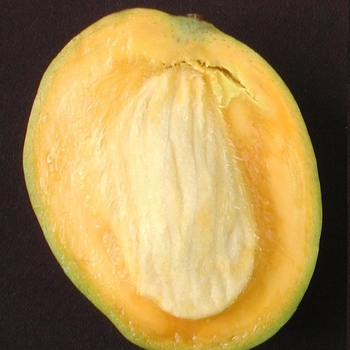 Mangifera indica 'Carrie' 