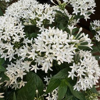 Pentas lanceolata