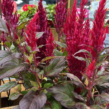 Celosia plumosa Bright Sparks™ '' (276829)