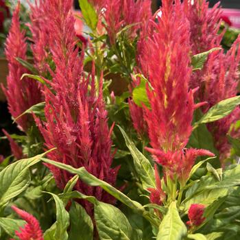 Celosia plumosa