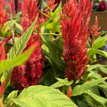 Celosia plumosa Bright Sparks™ '' (276831)