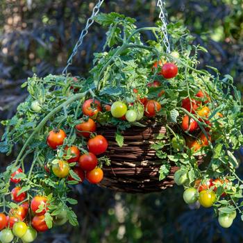 Lycopersicon esculentum 'Cherry Blast' 