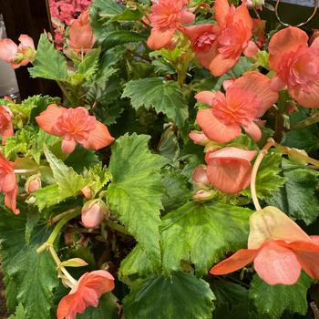 Begonia 'Emerald Salmon' 