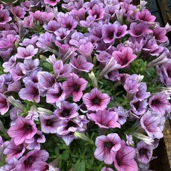 Petunia 'Rose Vein' 