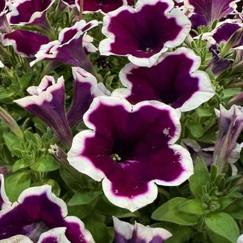 Petunia 'Painted Love™ Purple' 