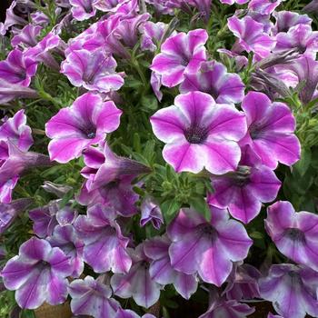 Petunia 'Pinwheel Purple' 