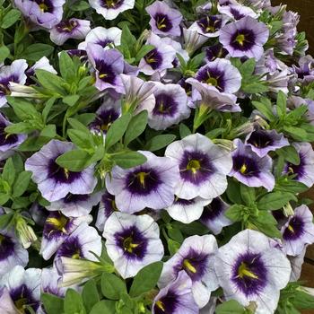 Calibrachoa 'Blueberry Spark' 