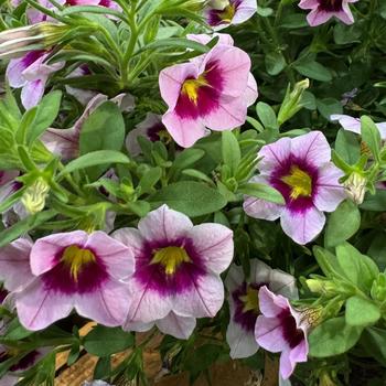 Calibrachoa 