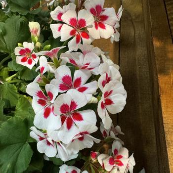 Pelargonium 