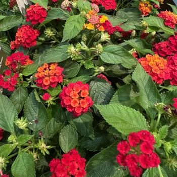 Lantana camara Bandolero™ '' (276845)