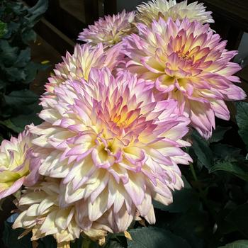 Dahlia 'Miss Mandy' 