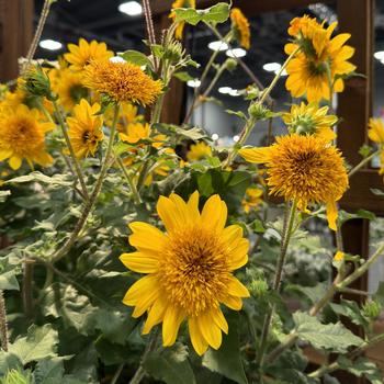 Helianthus annuus Sunfinity® 'Double Yellow' (276850)