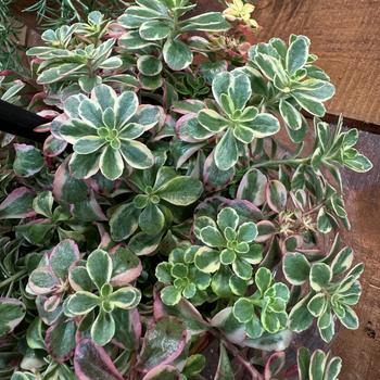 Sedum 'FloriSol' 