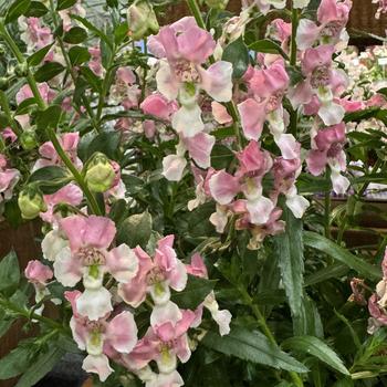 Angelonia 'Wedgwood Pink' 