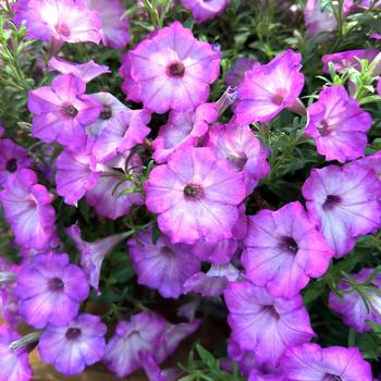 Petunia Supertunia Tiara® '' (276858)