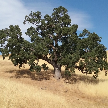 Quercus lobata