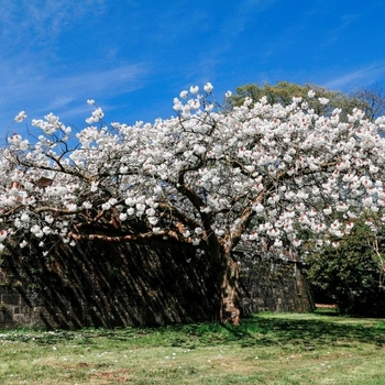 Prunus serrulata 'Mount Fuji' 