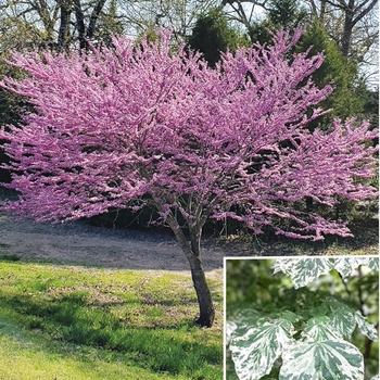 Cercis canadensis 'Alley Cat' 