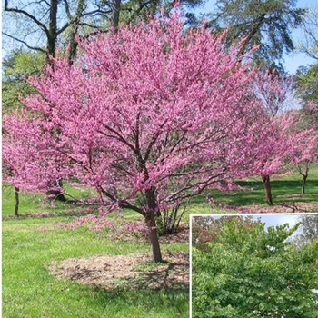 Cercis canadensis 'Tennessee Pink' 