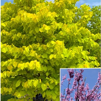 Cercis canadensis 'JN15' 