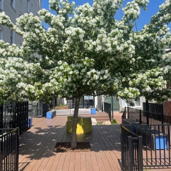 Lagerstroemia indica 'Sarah's Favorite' 