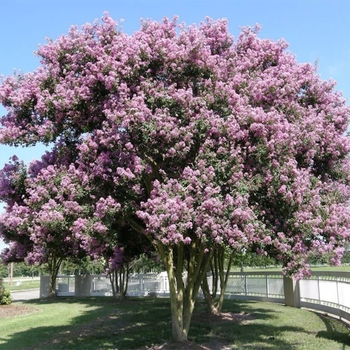 Lagerstroemia indica x fauriei 'Muskogee' 