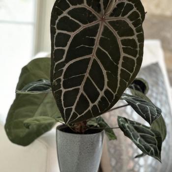 Anthurium DocBlock® 'Michelle®'