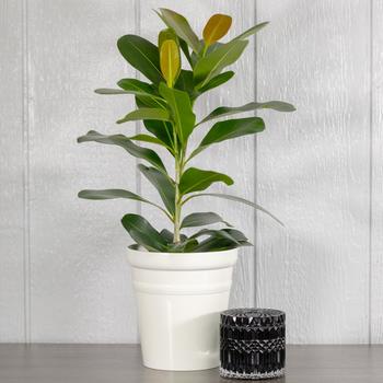 Ficus microcarpa 'Celebrate™' 