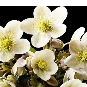 Helleborus 'Joker' PP22022