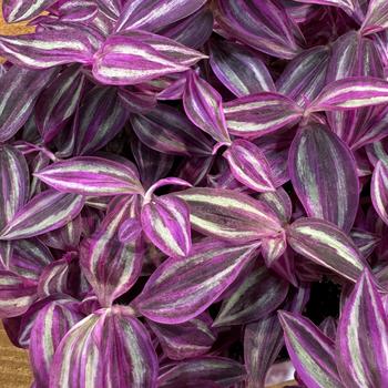 Tradescantia zebrinus 'Pink Paradise' 