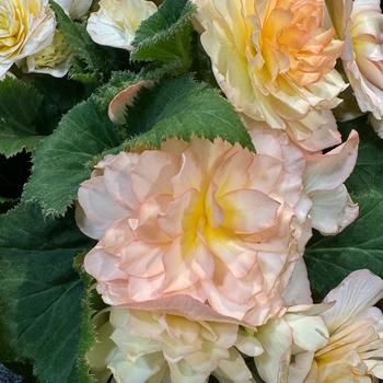 Begonia x tuberhybrida Nonstop® '' (276925)