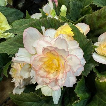 Begonia x tuberhybrida