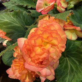 Begonia x tuberhybrida 'Flame' 