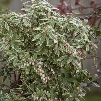 Pieris japonica 'Little Heath' 