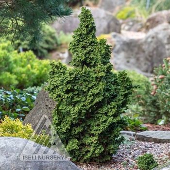 Thuja occidentalis 'IslPrim' 