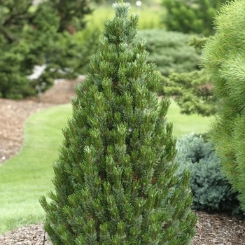 Pinus aristata 'Joe's Bess' 