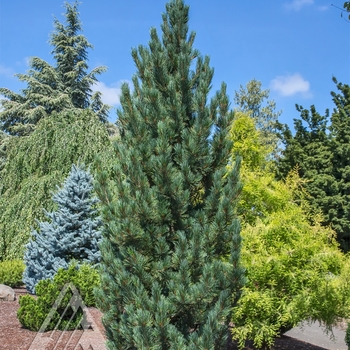 Pinus cembra 'Herman' 