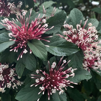 Clerodendrum quadriloculare